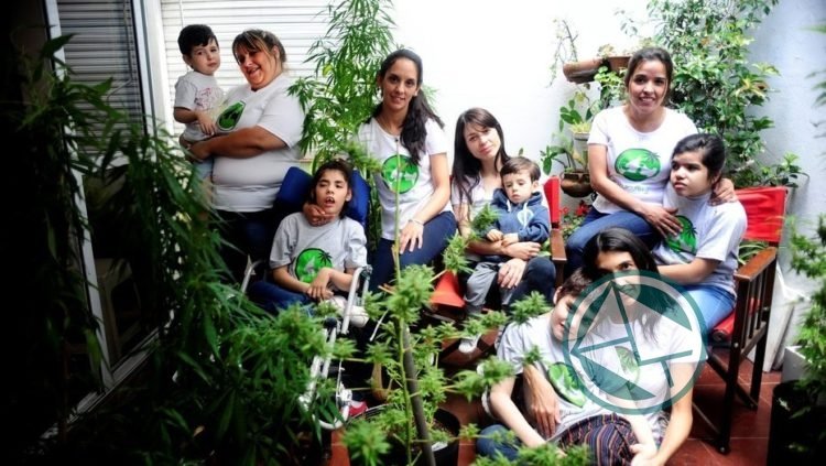 A un año de sancionada la Ley: “No hay forma de acceder a una terapia con cannabis” A un año de sancionada la Ley: “No hay forma de acceder a una terapia con cannabis”