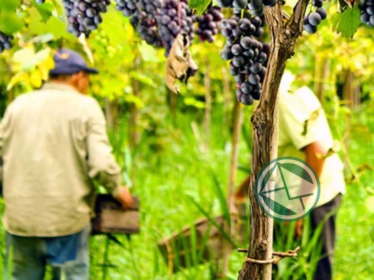 En julio se viene la XV Fiesta del Vino de la Costa en Berisso