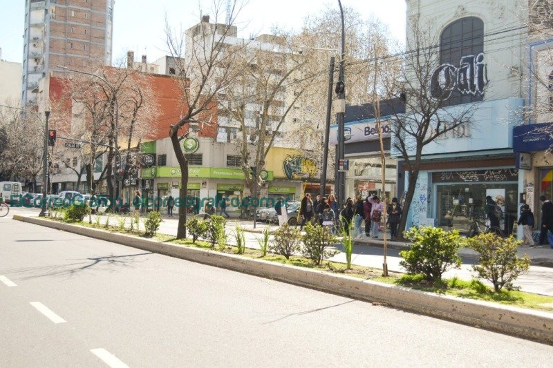 La Avenida 7 de La Plata sumó casi centenar de nuevos tilos El Correo