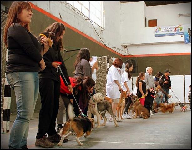 Expo Mascota
