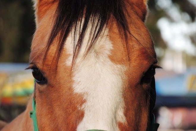 En Los Hornos robaron cuatro caballos entrenados para equinoterapia en #Ensenada y #Berisso