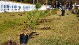 Forestación en El Dique
