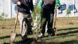 Forestación en El Dique