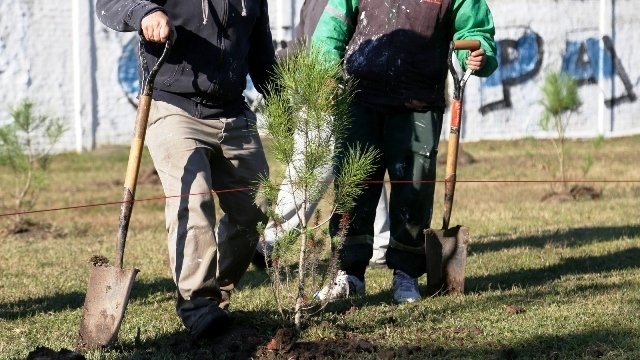 Forestación en El Dique
