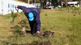 Forestación en El Dique
