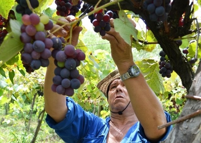 Fiesta del Vino de la Costa: elección del vino del año
