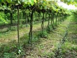 Adelanto de la 13º edición de la Fiesta del Vino de la Costa