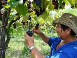 Adelanto de la 13º edición de la Fiesta del Vino de la Costa