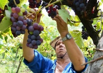 Vino_de_la_Costa_parral