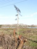 Isla Paulino: tras brutal desmonte forestan con árboles originarios de Australia