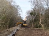 Isla Paulino: tras brutal desmonte forestan con árboles originarios de Australia