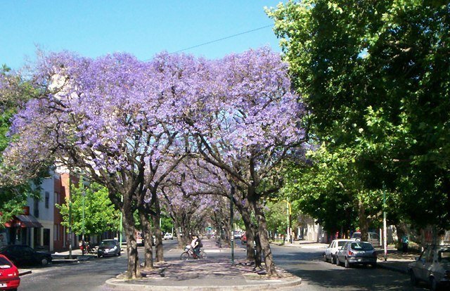 Borgini presentó un proyecto para la reponer la arboleda de La Plata