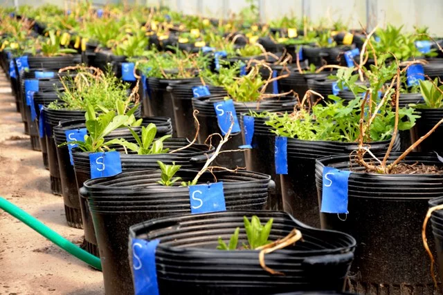 Cultivarán árboles nativos de la Provincia en vivero experimental para mitigar efectos del cambio climático
