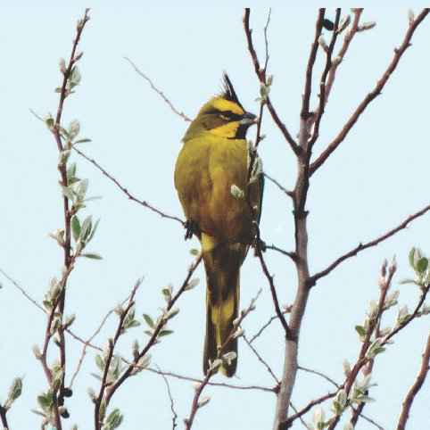 La Provincia trabaja en la protección del Cardenal Amarillo