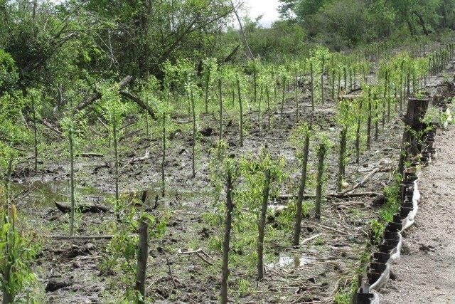 El Puerto La Plata continúa con el plan de reforestación en la Isla Paulino