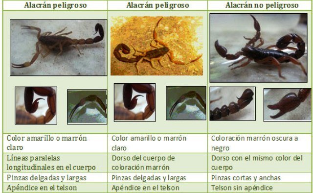 Medidas de prevención ante la presencia de alacranes Medidas de prevención ante la presencia de alacranes