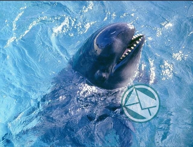 Devuelven al mar una joven ballena que había encallado en Mar del Plata