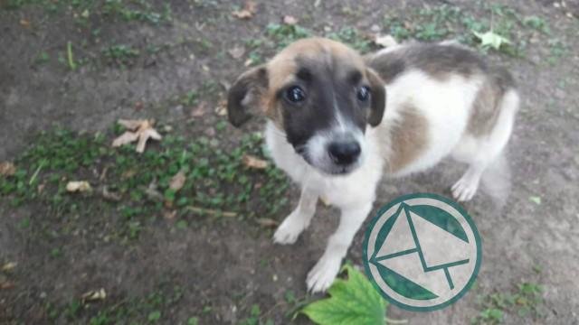 García: "Queremos que se cumpla con la conformación del Consejo y Comisión Municipal del Animal Doméstico"