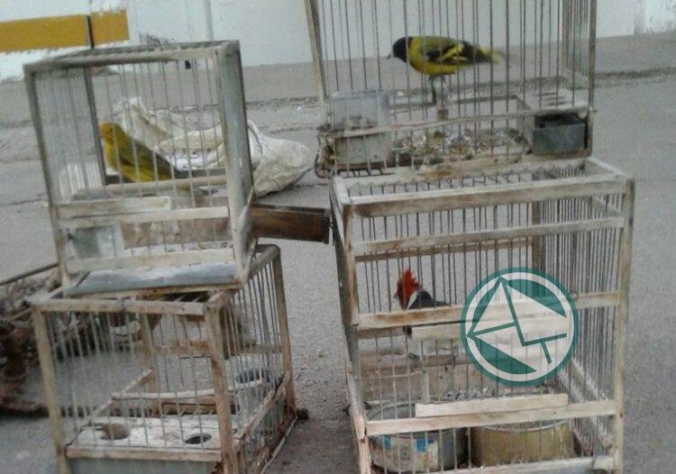Liberan aves nativas presas de cazadores furtivos Liberan aves nativas presas de cazadores furtivos