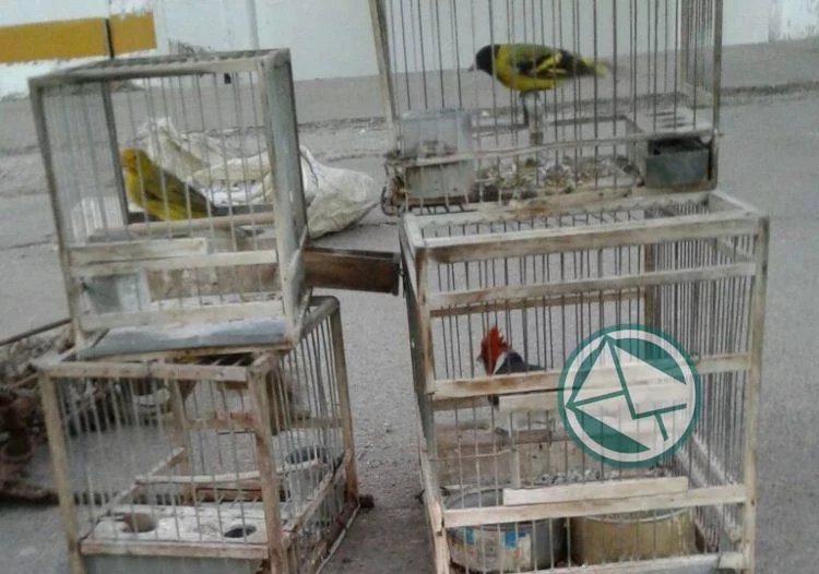 Liberan aves nativas presas de cazadores furtivos