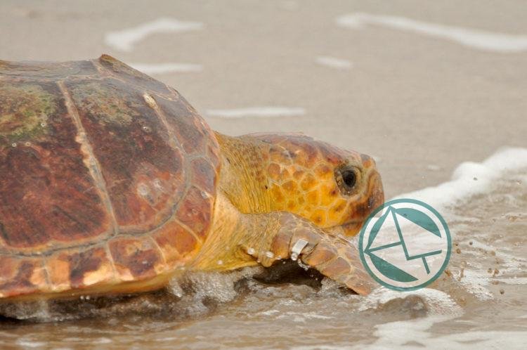 Ya volvió al mar la tortuga rescatada en Quilmes Ya volvió al mar la tortuga rescatada en Quilmes