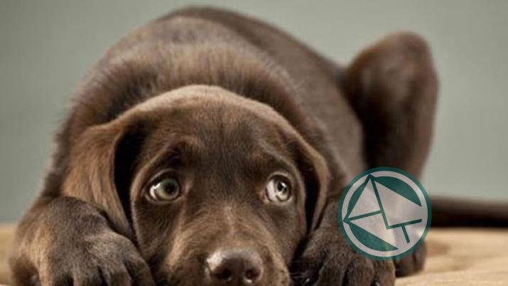 Iniciativas Legislativas Pro Animales: Prohibición de Pirotecnia y Regulación de Animales Exóticos y Domésticos