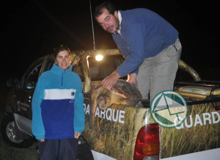Rescataron una tortuga marina en las playas de Quilmes
