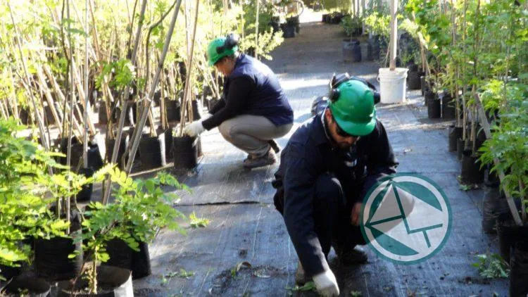 Cooperativa ensenadense apuesta a la reforestación y al medio ambiente Cooperativa ensenadense apuesta a la reforestación y al medio ambiente