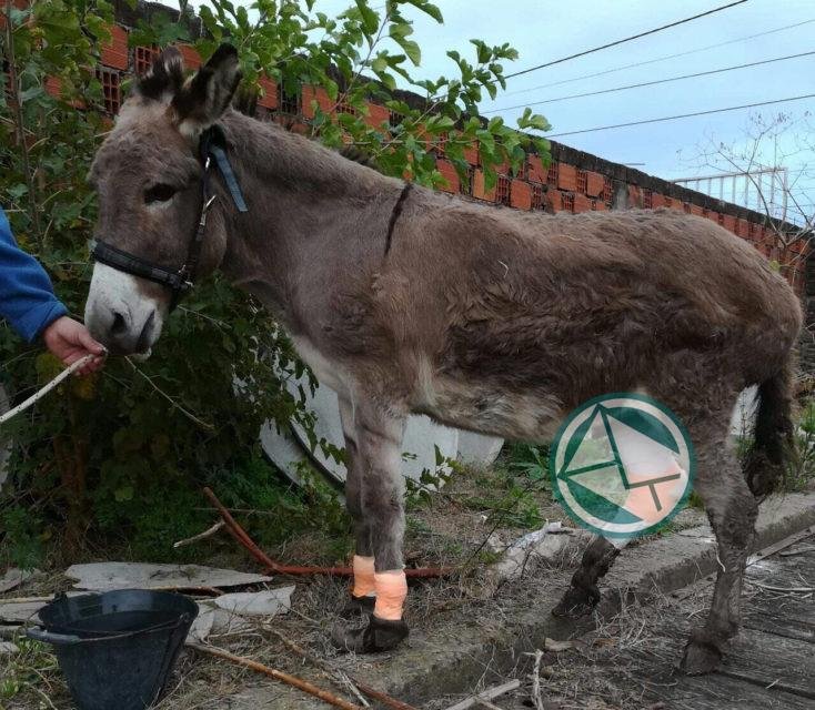 El Municipio intervino para asistir y tratar a un burro abandonado que sufría una infosura crónica