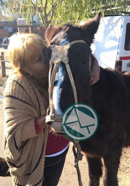 Maltrato animal: El municipio intervino y puso al resguardo a dos caballos Maltrato animal: El municipio intervino y puso al resguardo a dos caballos