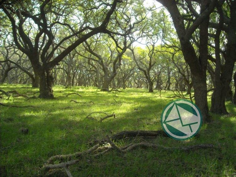 La Provincia reglamentó Ley que protege los Bosques nativos