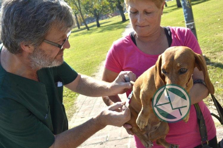Jornadas de vacunación, desparasitación y castración en Los Hornos
