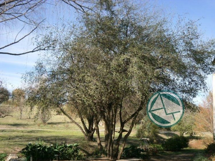 Proponen declarar el tala como árbol nativo de Berisso
