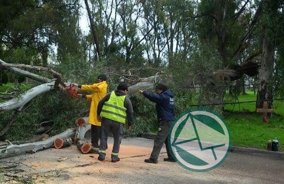 Operativo en La Plata para remover árboles caidos por el temporal Operativo en La Plata para remover árboles caidos por el temporal