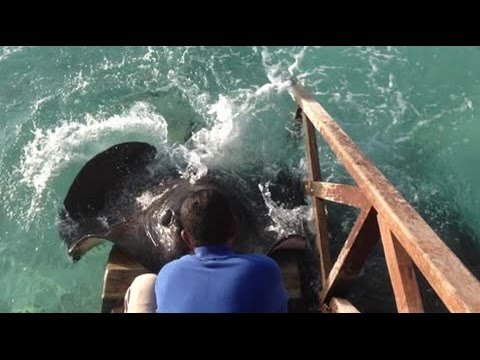 Video: Un hombre alimenta con la mano a una mantarraya gigante Video: Un hombre alimenta con la mano a una mantarraya gigante