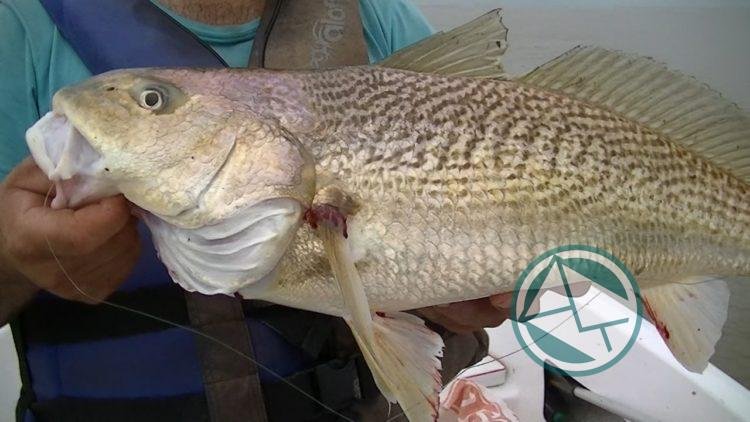 Llega la tradicional Fiesta Provincial Pesca de la Corvina