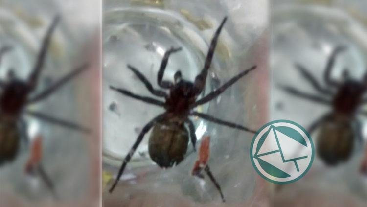 Recomendaciones ante el hallazgo de arañas u otros insectos de potencial riesgo para la salud Recomendaciones ante el hallazgo de arañas u otros insectos de potencial riesgo para la salud