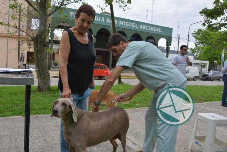 Jornada gratuita de castración y vacunación para perros y gatos en el Club El Carmen