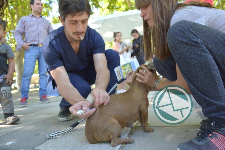 Atienden a 250 animales en jornada de vacunación y desparasitación Atienden a 250 animales en jornada de vacunación y desparasitación