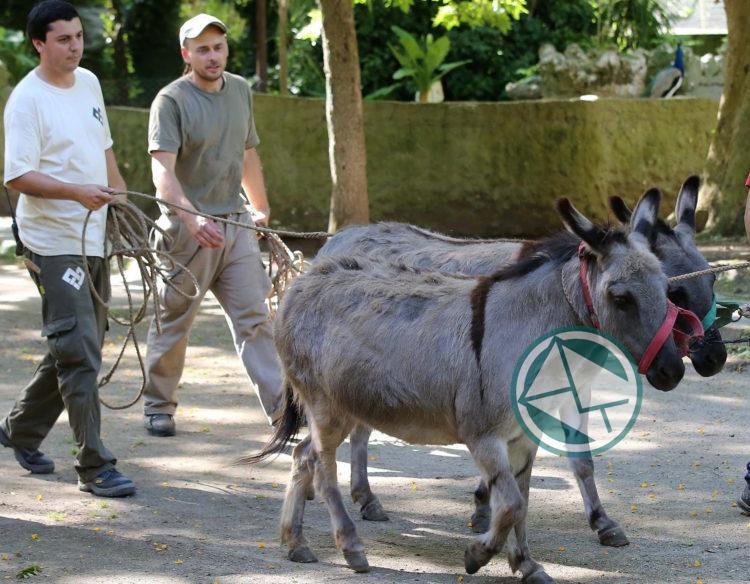 El Municipio de La Plata trasladó a cuatro burros a un santuario de Córdoba