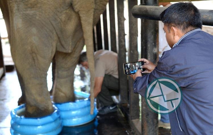 Las recomendaciones del veterinario hindú para la elafanta Pelusa