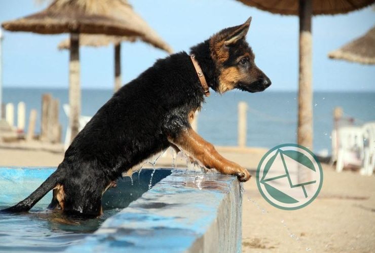 Mar del Plata cuenta con playa exclusiva para mascotas07