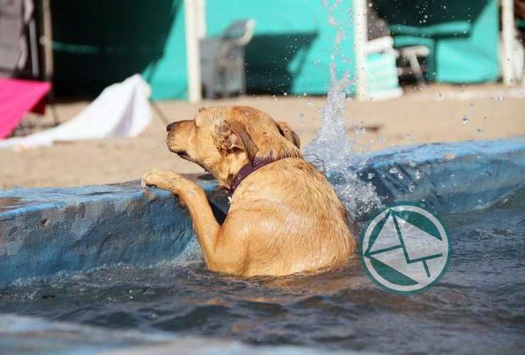 Mar del Plata cuenta con playa exclusiva para mascotas08