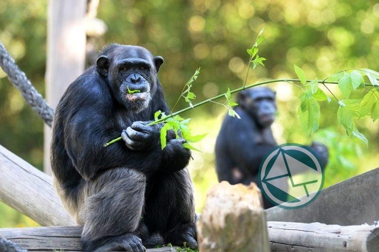 Chimpacés son trasladados del Bio Parque de La Plata a Brasil