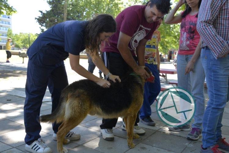 Unos 11 mil animales se atendió, desparasitó, castró y vacunó en La Plata en 2017 Unos 11 mil animales se atendió, desparasitó, castró y vacunó en La Plata en 2017