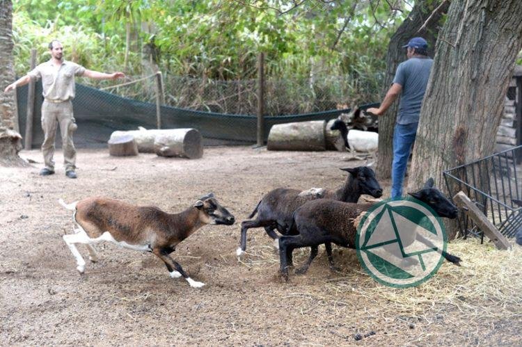 Trasladaron a nueve ovinos del Bioparque platense a un predio conservación y protección