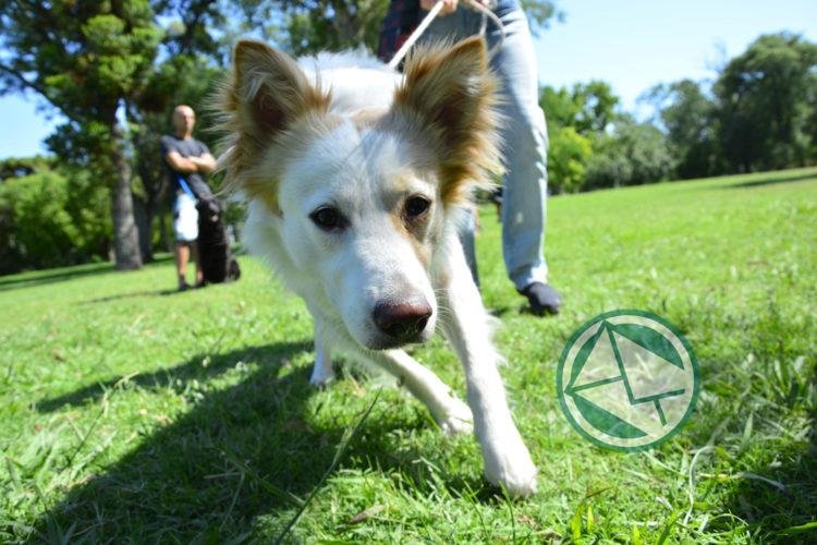 Vacunación y desparasitación de mascotas en Etcheverry Vacunación y desparasitación de mascotas en Etcheverry