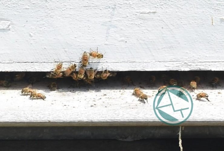 Agroindustria de la Nación visitaron a cooperativas y productores de Berisso 03