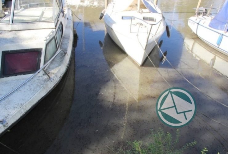 Mortandad de peces en el lecho del Río Santiago 2