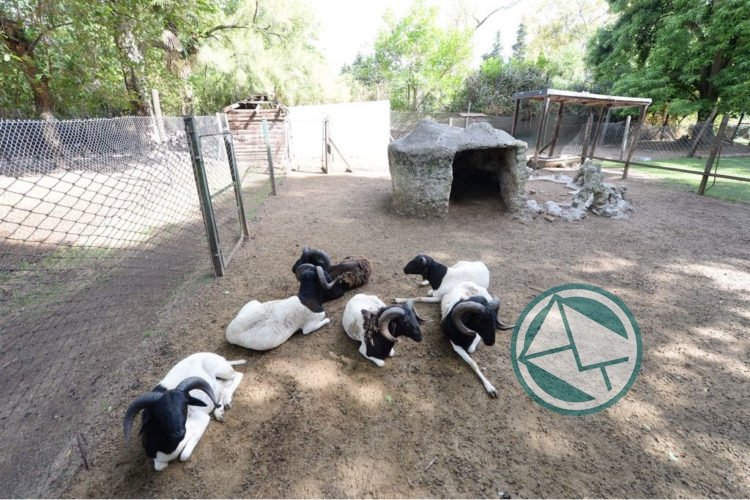 Se llevó el último traslado de ovinos del BioParque platense a General Lavalle